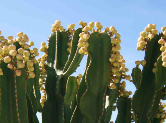 Hemoroidy - kaktus - wizualiacja jak leczyć hemoroidy